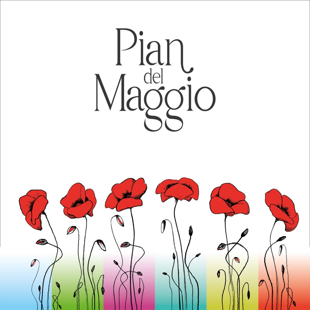 Pian del Maggio: papavero disegnato a matita