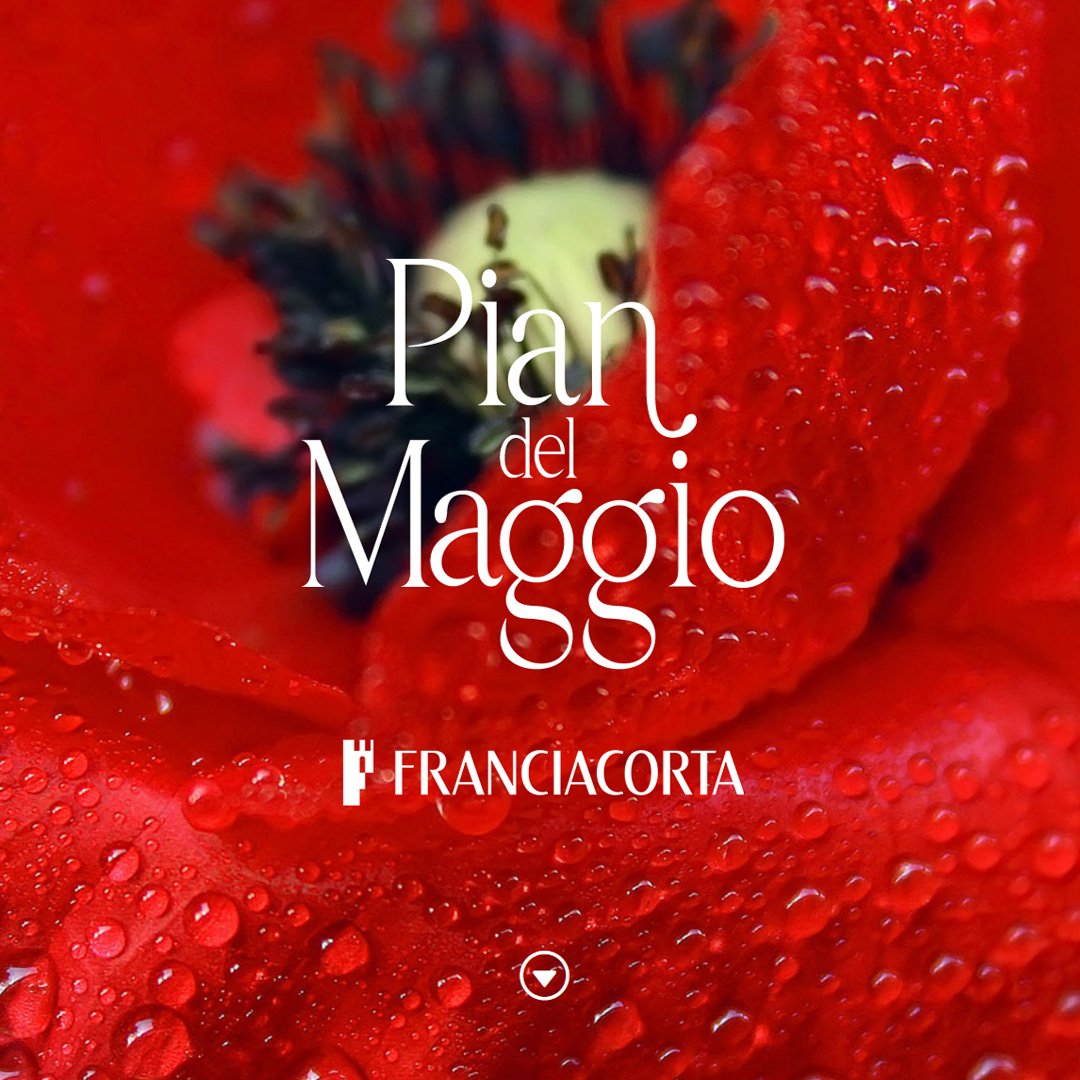 Linea di etichette Pian del Maggio: papaveri disegnati a matita che girano da sinistra a destra